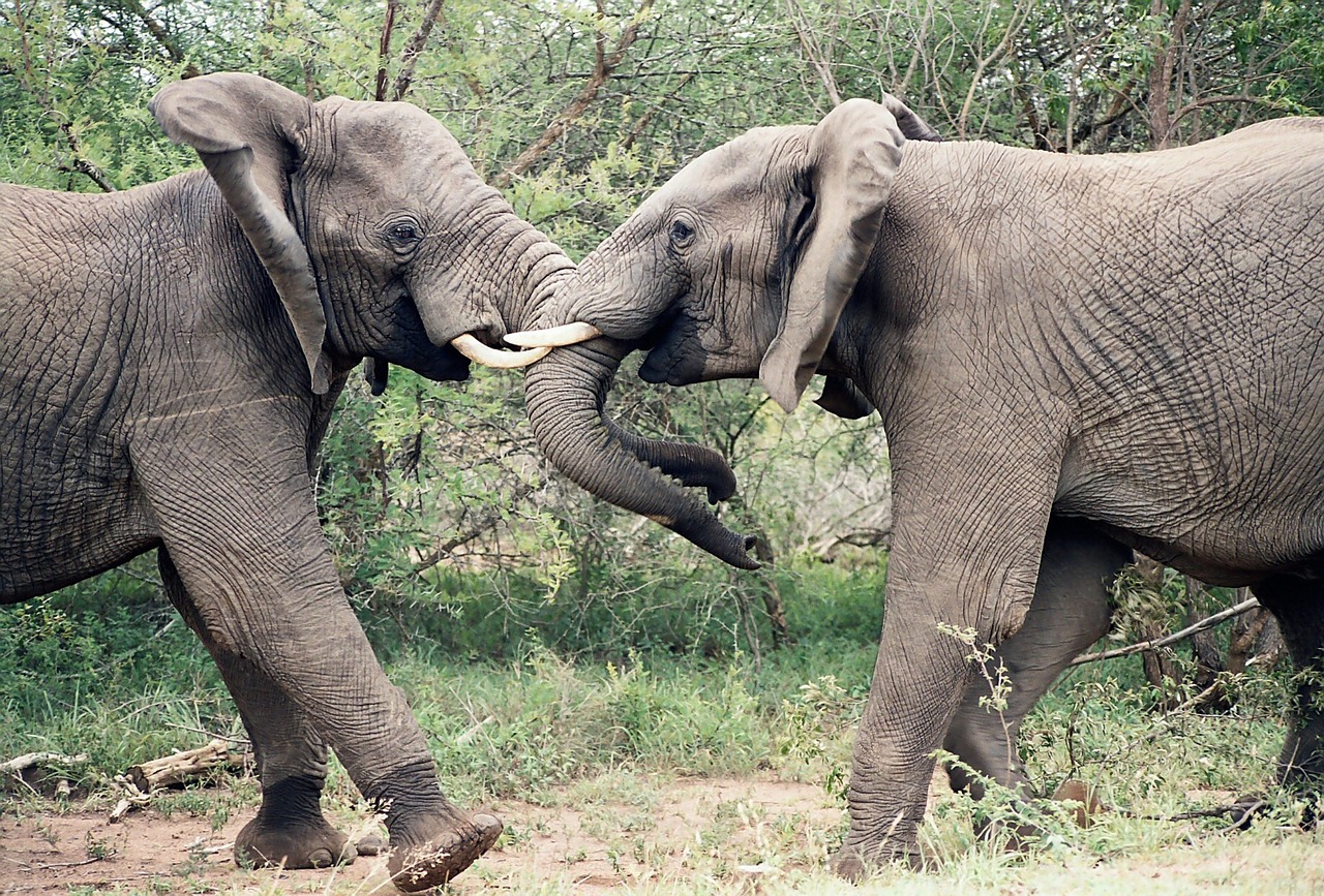 ¿Cuánto vale la entrada al Parque Nacional Kruger?