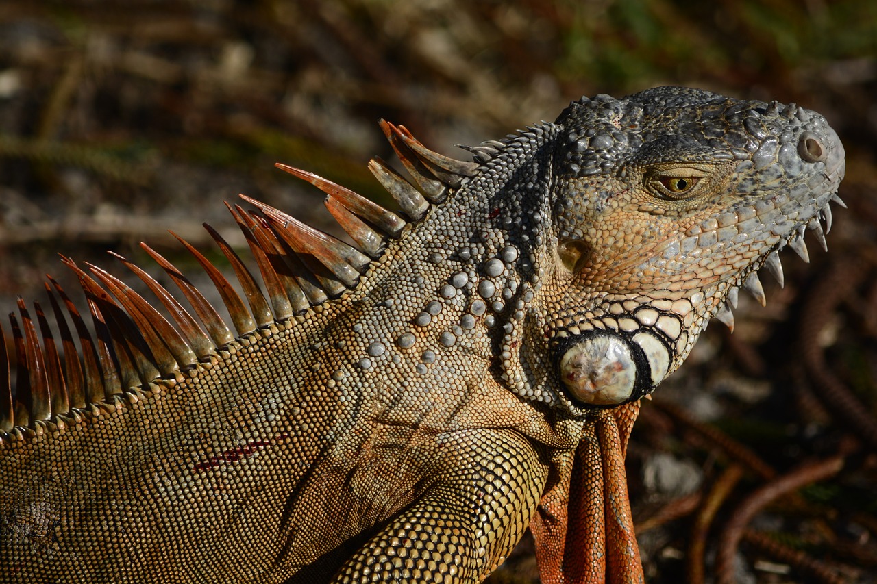 Especies invasoras en España: ¿Cuál es el impacto?