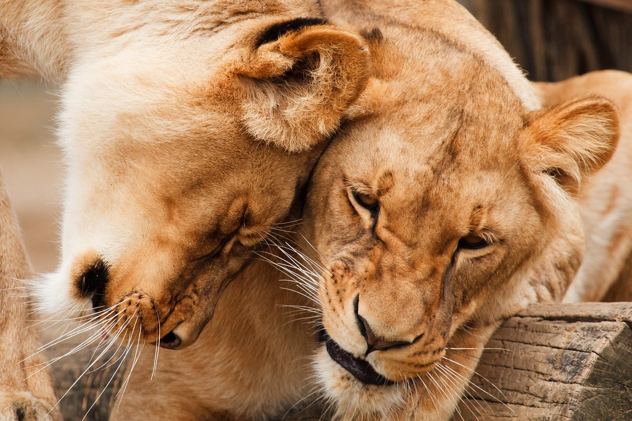 ¡Descubre los costos de un Safari en Kruger!