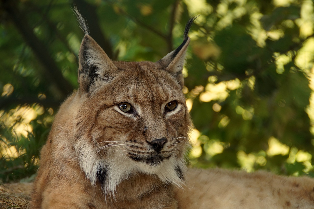 Descubriendo el hábitat del lince: ¿Dónde se encuentran estos felinos?