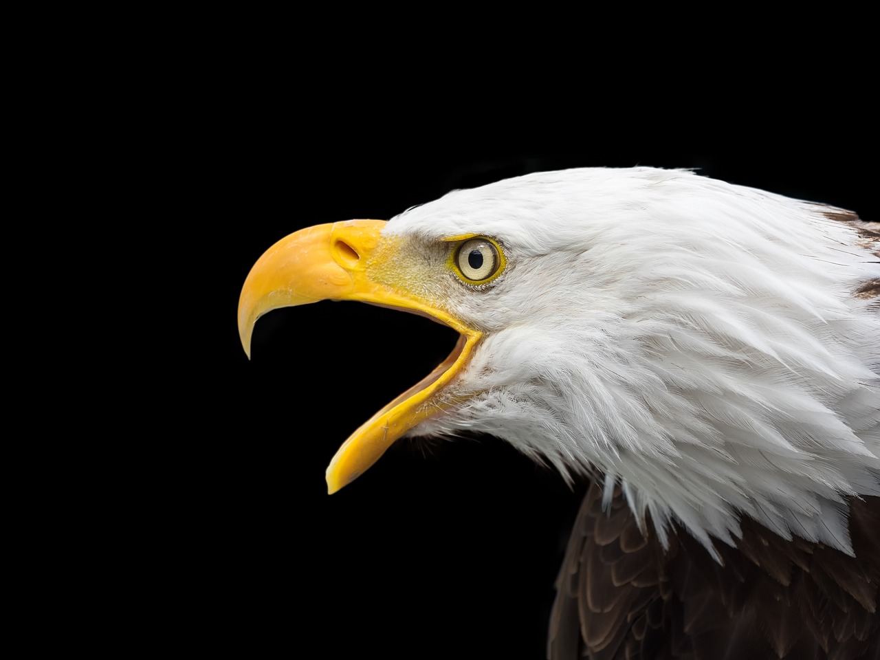 La Constelación del Águila: ¿Qué Significado Tiene?