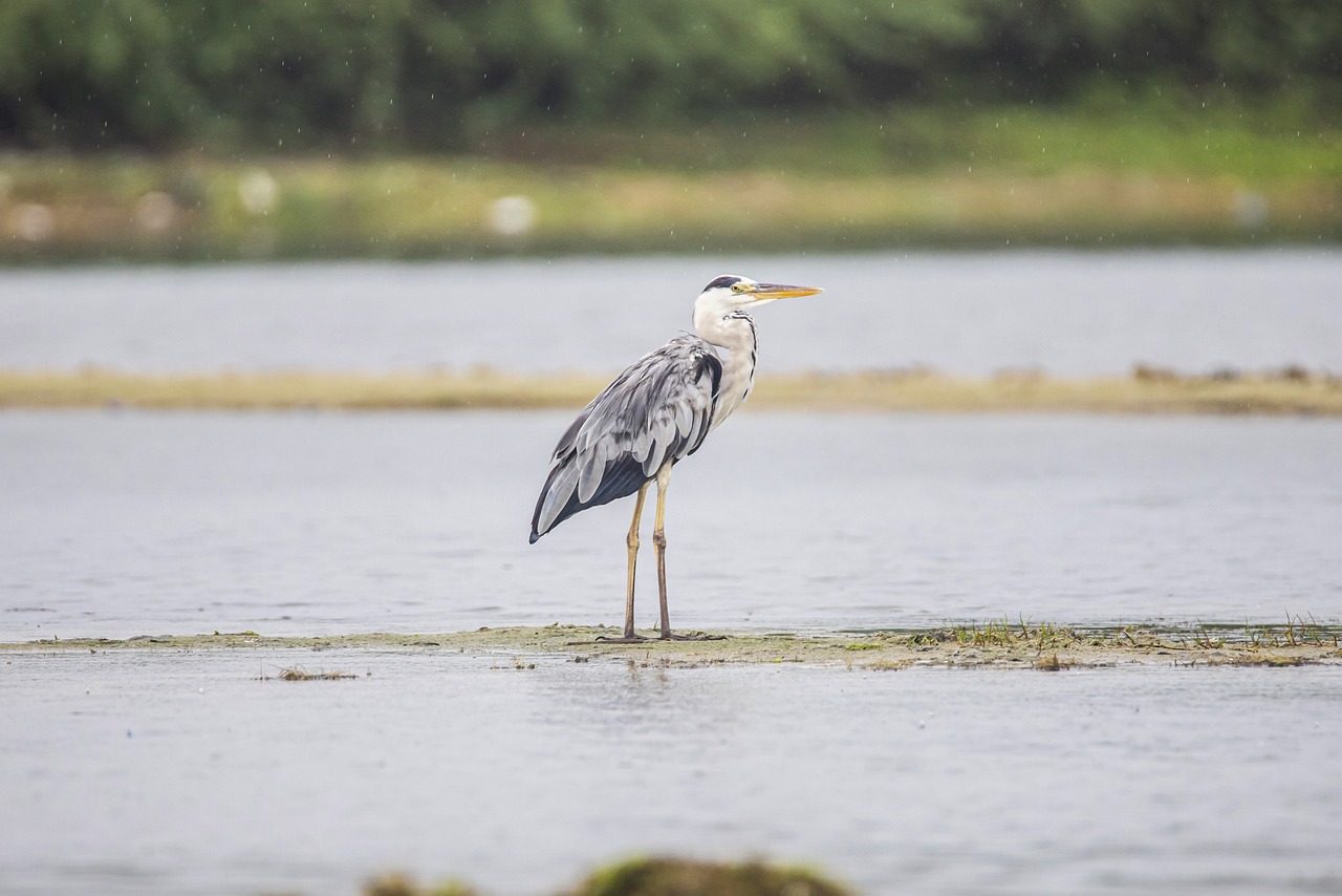 Local wildlife. Цапля серая в камыши. Цапля на озере. «Водоем Цапли» США. Серая цапля вектор.