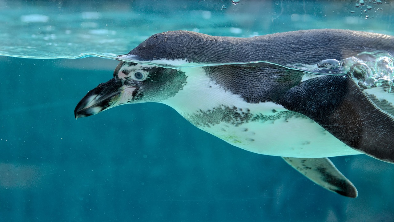 Descubre la personalidad de un Acuario