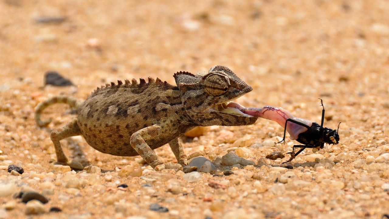 Descubriendo la importancia del Desierto de Namib