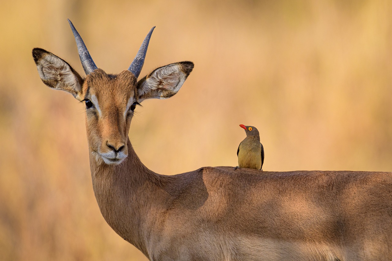 Descubriendo el Mejor Safari en Sudáfrica