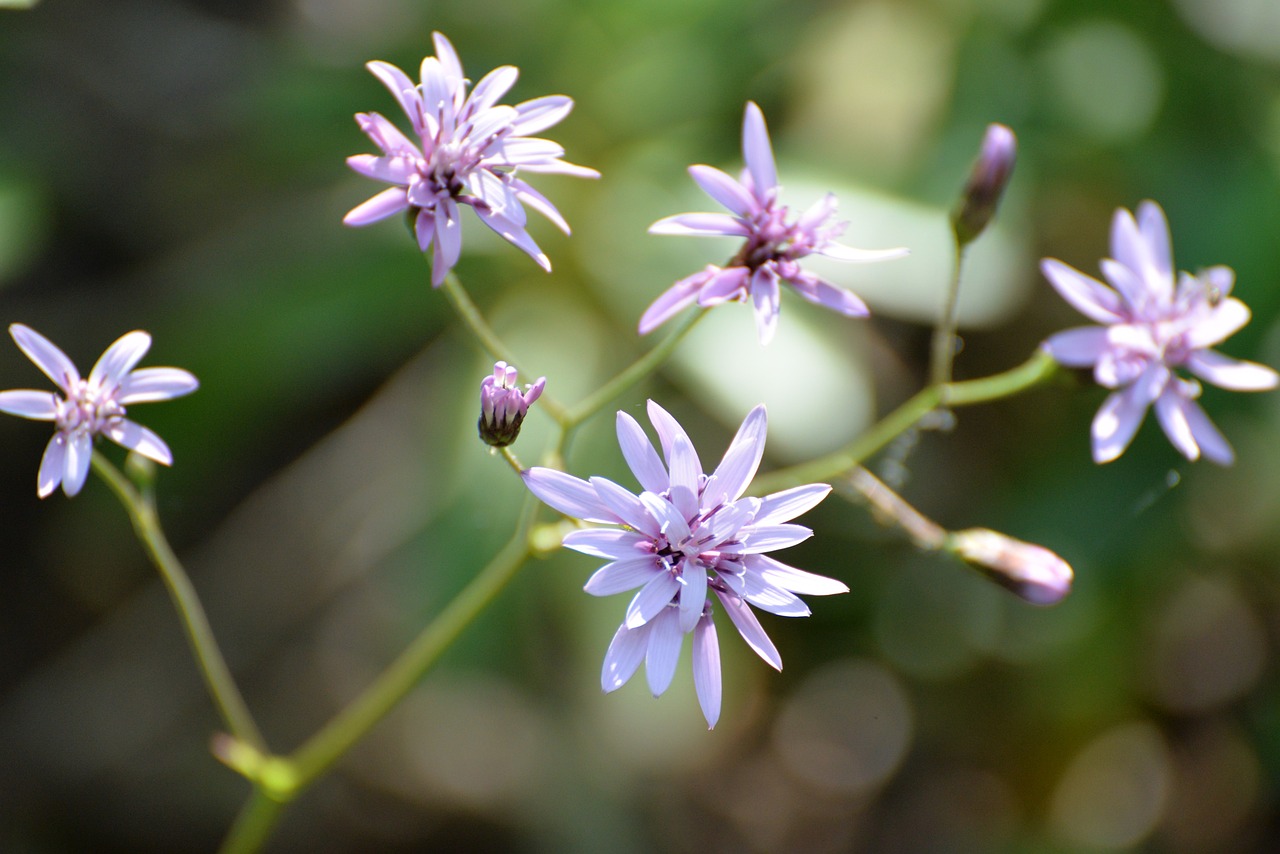 Descubre el significado de la flor nacional de Chile