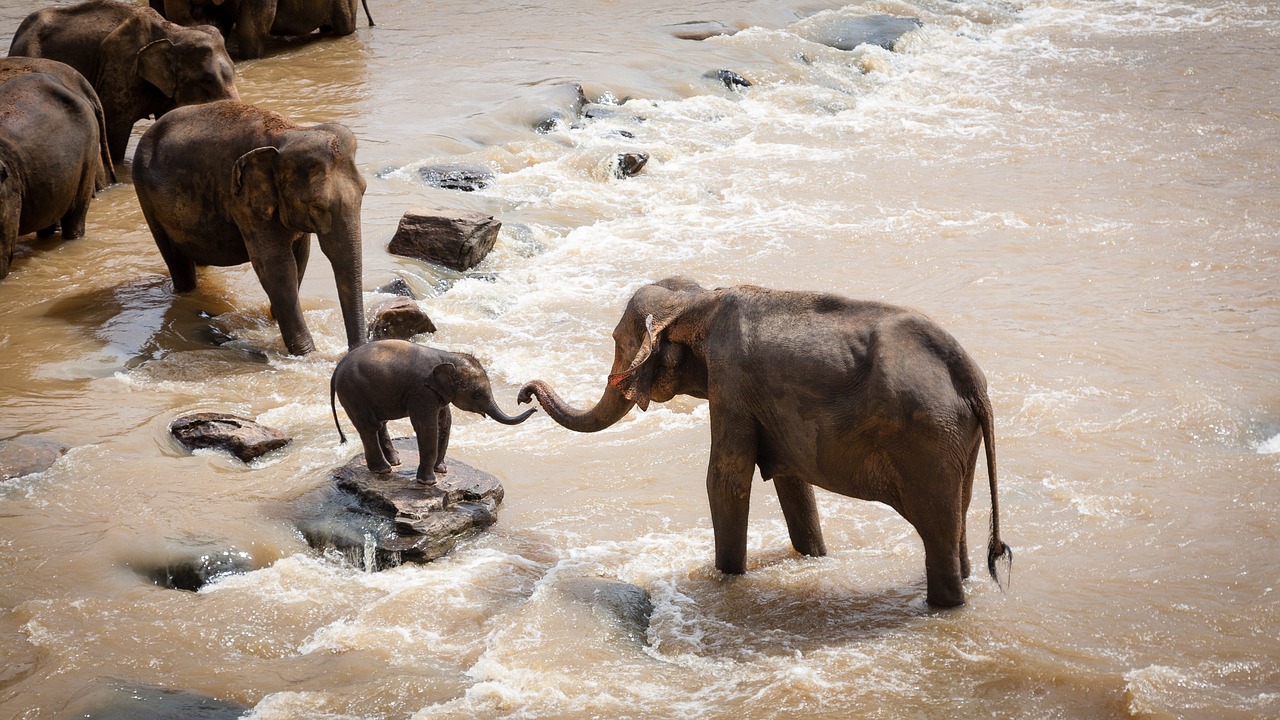 ¿Durante qué estación es el mejor momento para hacer un safari en Sudáfrica?”