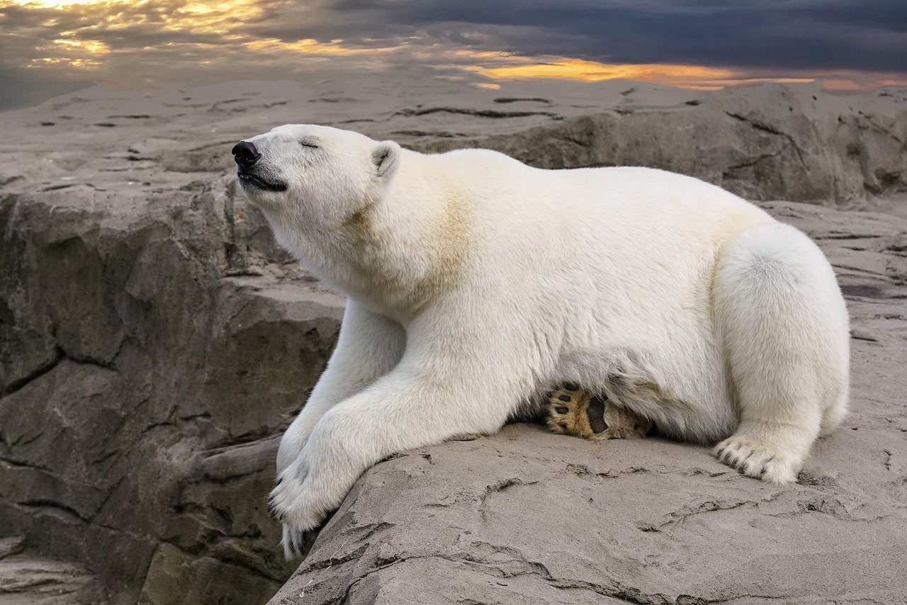 Explorando el Clima de Asia: ¿Qué Tipo de Clima Se Experiencia?