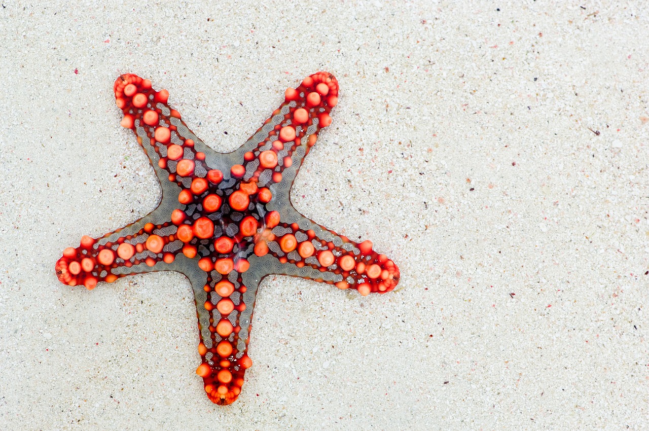 ¿Cómo Funciona una Estrella? Una Explicación Desde Cero.”