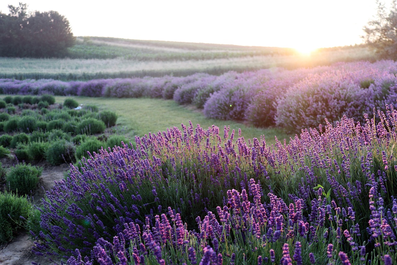 ¿Cuándo florece la Lavanda en Tiedra: Una Mirada a la Estación de Crecimiento de la Plantas Aromáticas