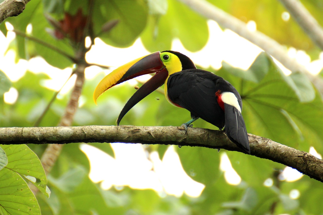 Los Lagos de Costa Rica: Una Mirada a su Belleza Natural