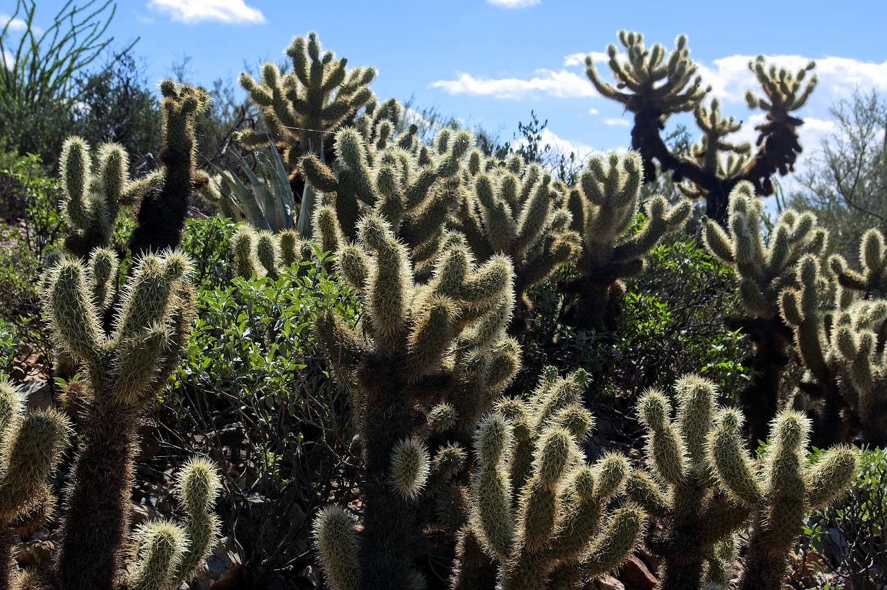 Descubriendo el Mundo Mágico del Desierto de Sonora