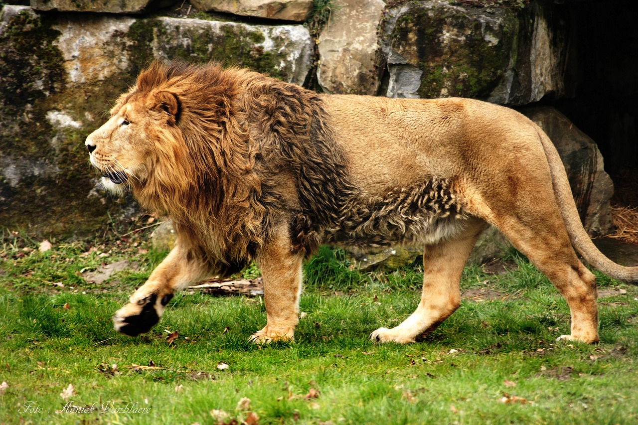 Descubre el Carácter de los Nativos del Signo Leo