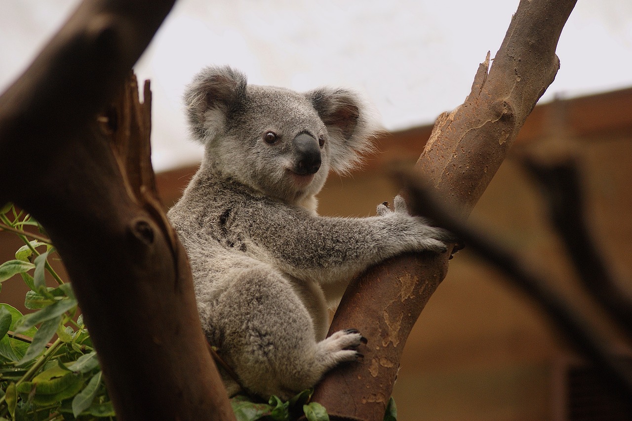 Trabajar en Australia: ¿Qué hay que saber?