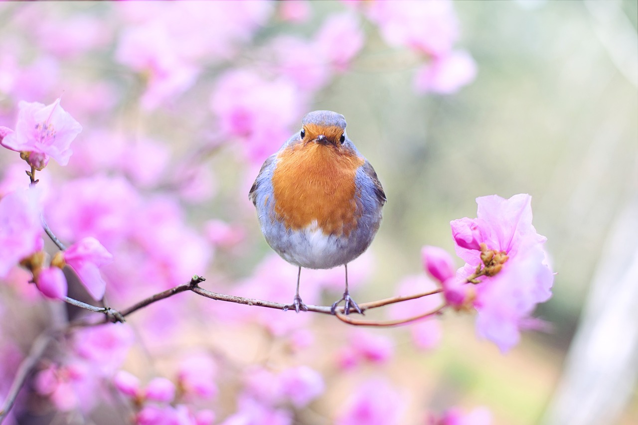 Las 10 aves más hermosas del mundo